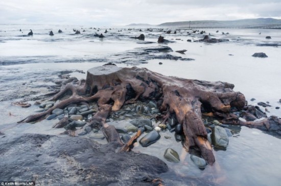 souche-fossilisee-angleterre.jpg